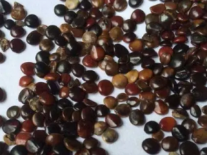 �ח�����Ĺ�Ч �ח����������ƹ���