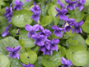 �����˵Ĺ�Ч ���������˷����