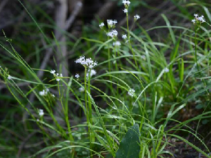 ��ë�ݵĹ�Ч ��ë�������Կ�Ѫ