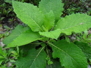 ���o��Ĺ�Ч ���o�����޹���