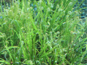 ���ɹ����Ĺ�Ч ���ɹ�������������