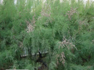 �����Ĺ�Ч �����п���������