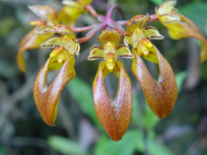 ���Ҷ�Ĺ�Ч ���Ҷ�η�ʪ�Թؽ���