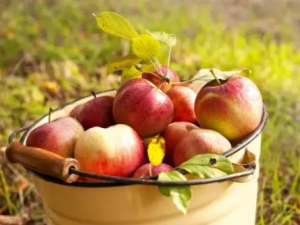 ҩ��������� �������ʳ�Ƶ�����