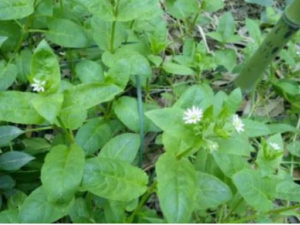 ���Ʋ˵Ĺ�Ч ���Ʋ��θ�ð