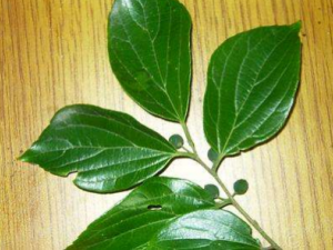 ����Ҷ�Ĺ�Ч ����Ҷ���ᴯ