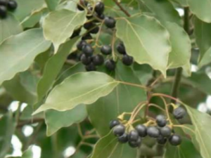 �������Ĺ�Ч ����������ð��������