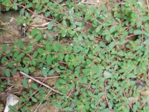 �̵زݵĹ�Ч �̵ز�������