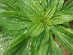 �Ʋ��ݵĹ�Ч �Ʋ�����Ŀʹ����