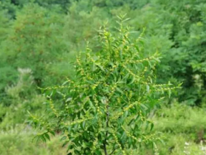 ������Ĺ�Ч ��������������������