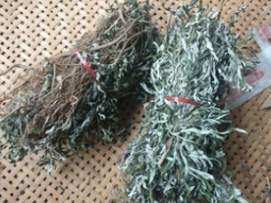 ������Ĺ�Ч ������������Ѫ��