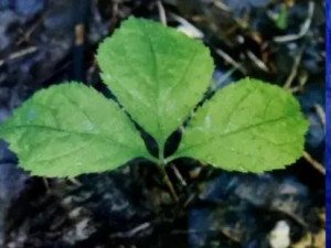 ��ƥҶ�Ĺ�Ч ��ƥҶ���θ�к�����