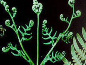 ɯާĹЧ ɯާȽⶾð