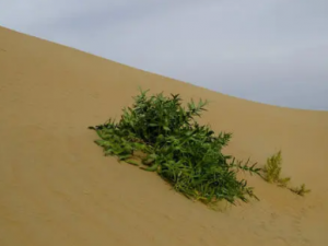 ɳ��Ĺ�Ч ɳ������������