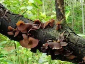 ɣ�Ĺ�Ч ɣ��������ϥ��