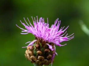 ɳ©«�Ĺ�Ч ɳ©«�δ�Ӹ��ʹ