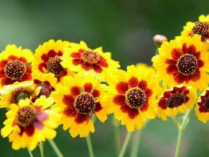 ��Ŀ�յĹ�Ч ��Ŀ����ʪ������