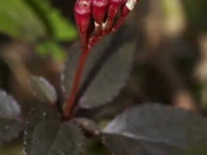 ����ݵĹ�Ч ����ݲ�Ѫ��Ѫ��Ѫ��ή��