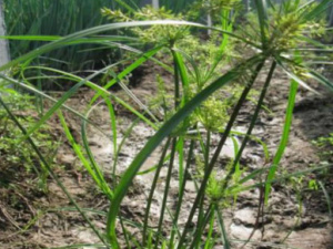 ����ݵĹ�Ч ������η�ʪ���ʹ