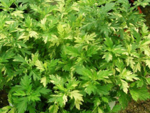 ������Ĺ�Ч �������������ʹ