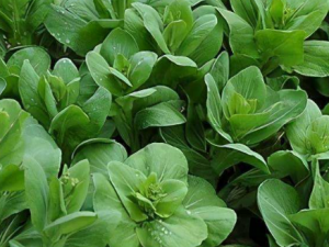 �Ͳ˵�ʳ�ý��� �Ͳ˲�������Щʳ������