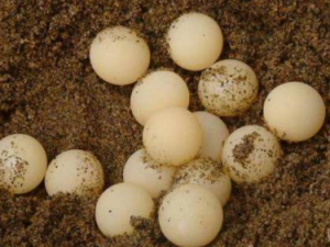 ȫ����Ĺ�Ч ȫ��������������Դ�