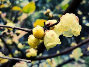 ɽ��÷�Ĺ�Ч ɽ��÷��Ԥ����ð