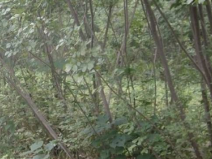 ɽ�������Ĺ�Ч ɽ�����������¾�����