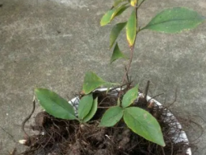 ������Ĺ�Ч ���������������