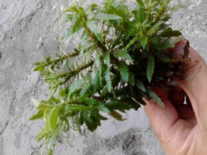 �Ŷ����߲�����Щ ���Ŷ��߲����������