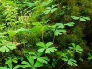 ���񵤵Ĺ�Ч �����������˺�