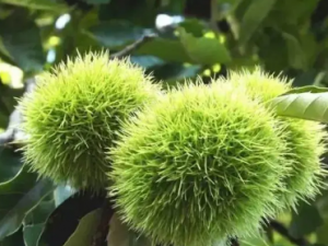 ������Ĺ�Ч ����������������