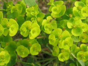 ����ݵĹ�Ч �������Ƥ������