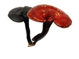 ��֥��ˮ�ȵĹ�Ч ��֥��ˮ����������ʧ��