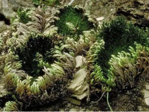 �����ݵĹ�Ч ���������ε�������