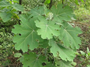 ����صĹ�Ч �����������