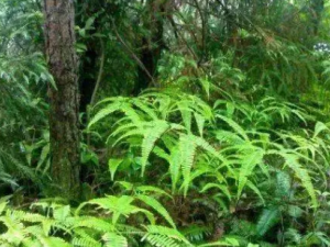 ��âݽ�Ĺ�Ч ��âݽ���������ҧ��