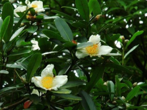 ��Ҷ�˵Ĺ�Ч ��Ҷ�˿����ɢ��