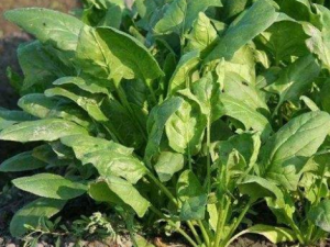 ���ڶ����Ų�������ô�� ��θ���������ʳ