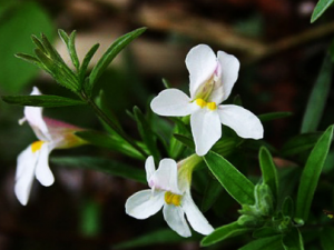 ������Ĺ�Ч ���������ƶ��ָ�Ⱦ����֢