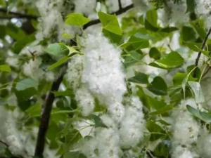 ����֦�Ĺ�Ч ����֦�θ���������ʯ