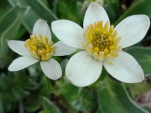 ���ƻ����Ĺ�Ч ���ƻ������ڷ�ʪ�����ʹ��