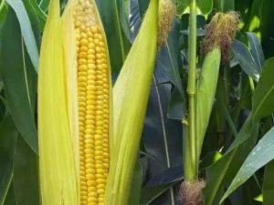 Ԥ���󳦰�����������