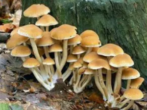 ���б����Ĺ�Ч ���б�����׷��ɢ��