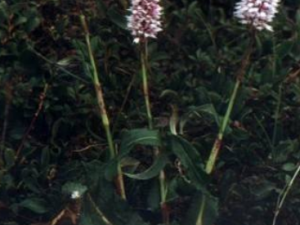 ��ɽޤ�Ĺ�Ч ��ɽޤ����������