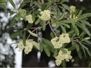 ������Ĺ�Ч ���������ֹѪ