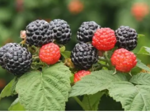 �����Ӿ�����Щ��Ч �����ӵ���������