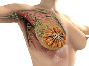 ������������ʳ��������Щ ����������ʲô��