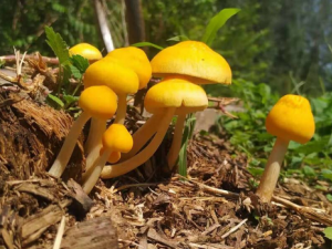 Ģ������������  Ģ�����Գ�ʲô��