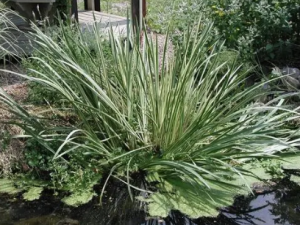 ���ŵĹ�Ч �������ƻ�ŧ�Խ�Ĥ��